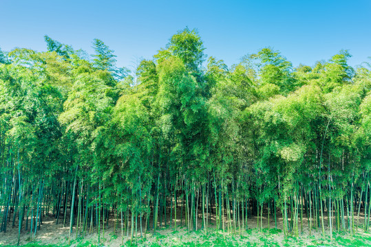 杭州植物园竹园竹林