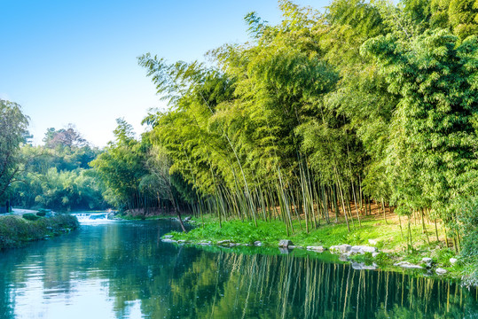 杭州植物园竹园竹林小溪