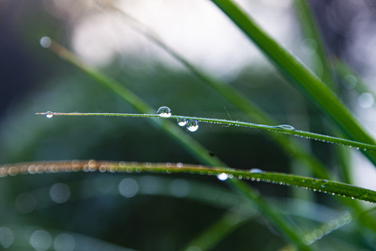 小草与露水