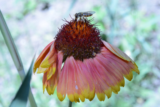 非洲菊与蜜蜂