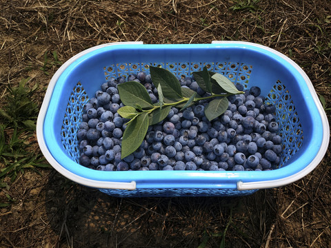 采摘鲜果蓝莓图