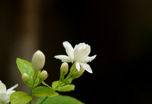 木犀科植物茉莉花