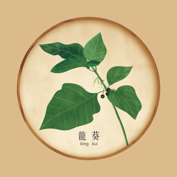 手繪龍葵