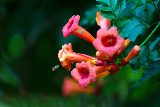 凌霄花