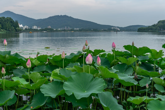 玄武湖全景