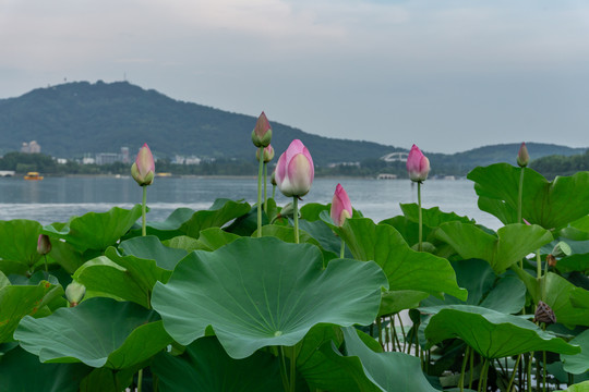 南京玄武