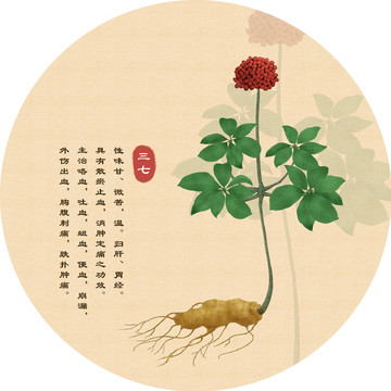 手繪中藥材三七