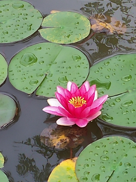 雨后