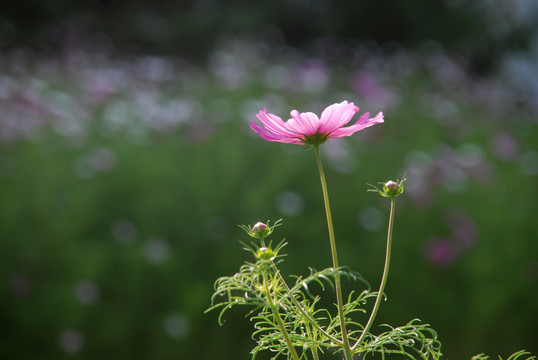 波斯菊