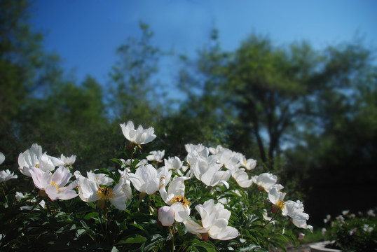 芍药花