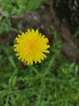 花卉长裂苦苣菜