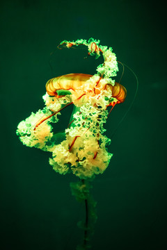太平洋海刺水母