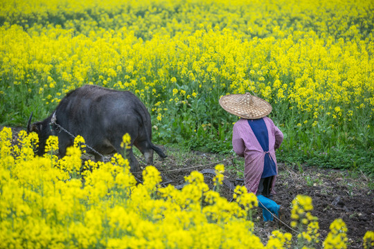 油菜花