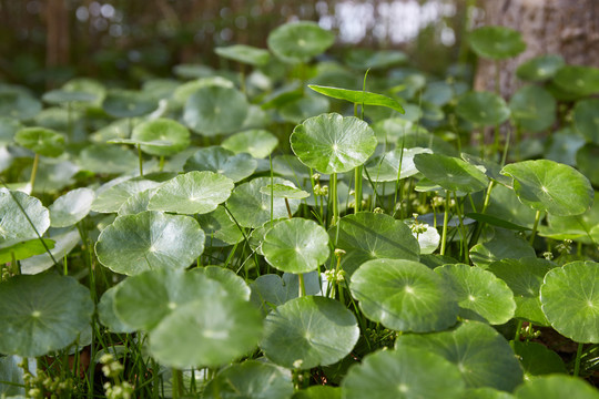 铜钱草