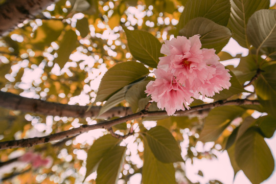 樱花