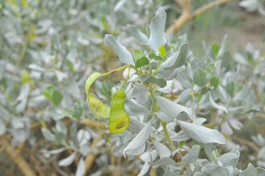 药用植物—沙冬青