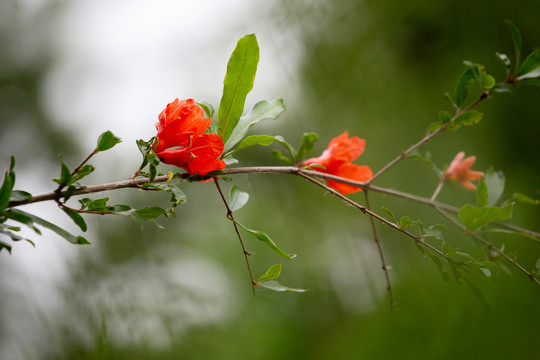 石榴花