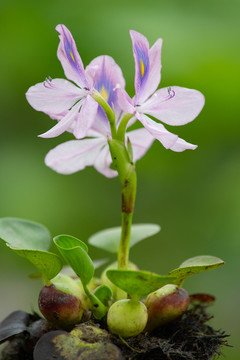 花卉素材