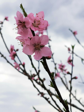 桃花