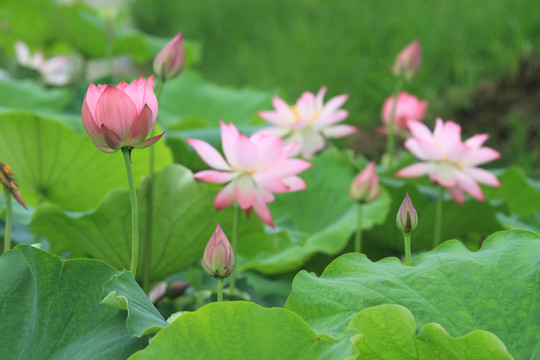 樟扒沟荷花H