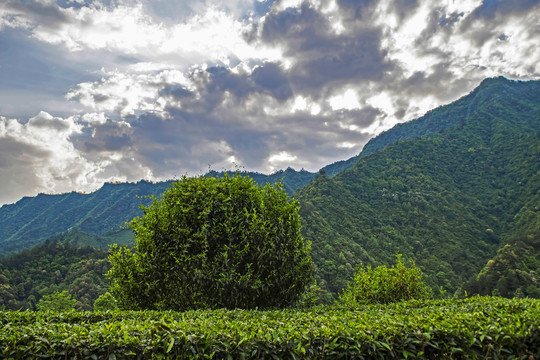 湖北五峰茶园村