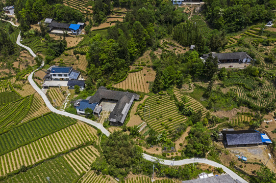 湖北五峰茶园村