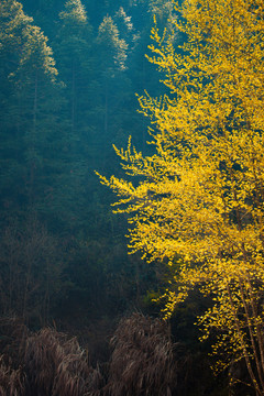 中国江西婺源风景