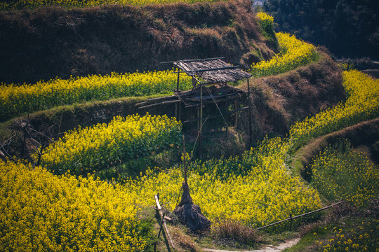 中国江西婺源风景