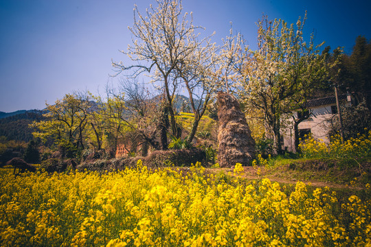 中国江西婺源风景