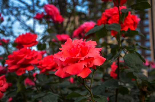 红色月季花