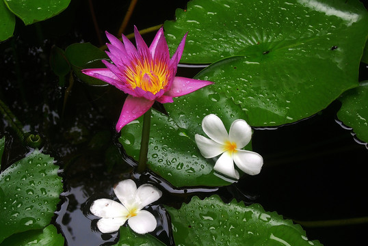 花卉睡莲