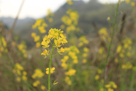 油菜花