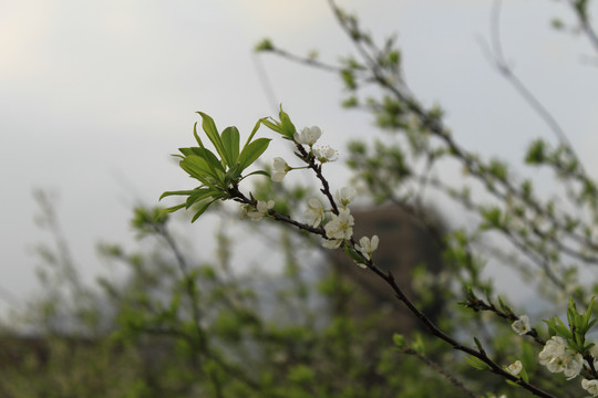 李子花