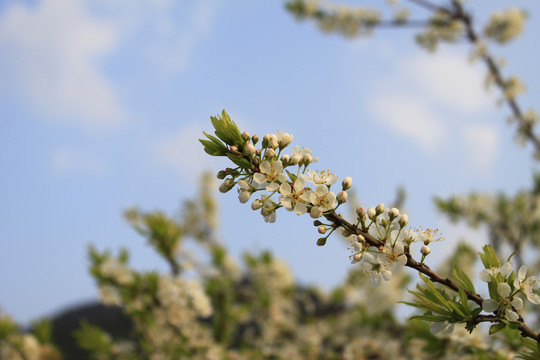 花枝