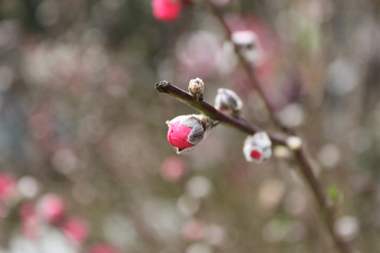 桃花素材