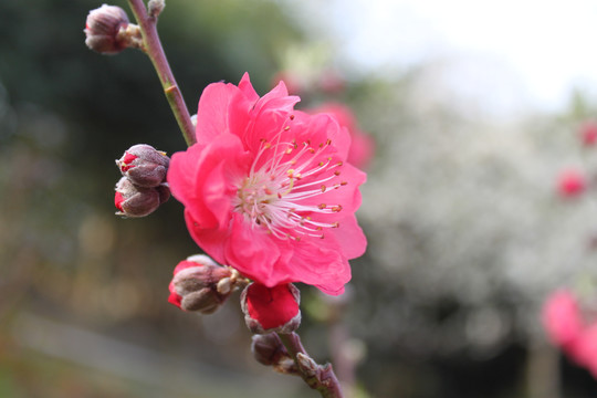 桃花盛开