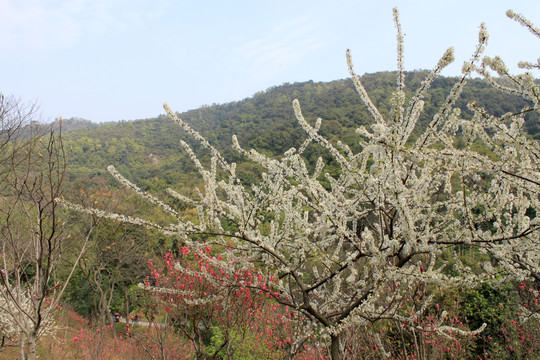 李子花