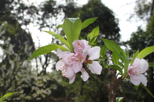 桃花树