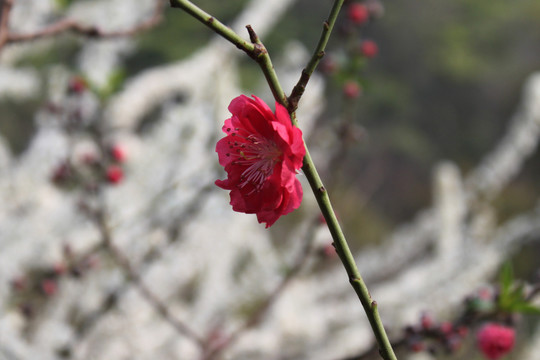 桃花花枝