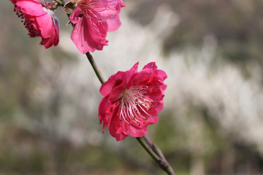 桃花花朵