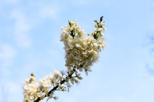 花枝