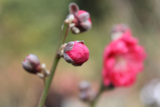 桃花花苞