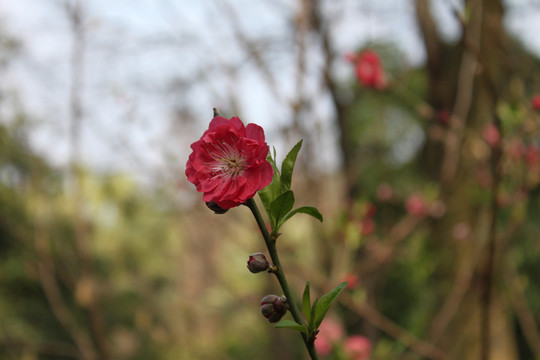 桃花枝