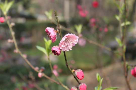 粉色桃花