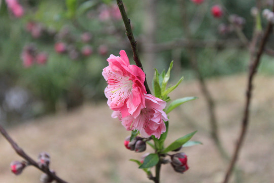 桃花枝