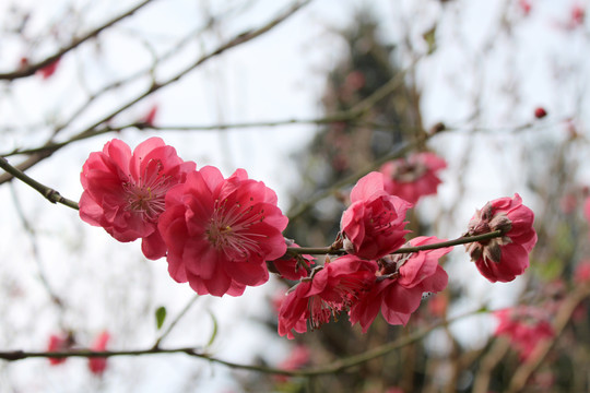 桃花树枝