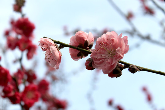 桃花枝