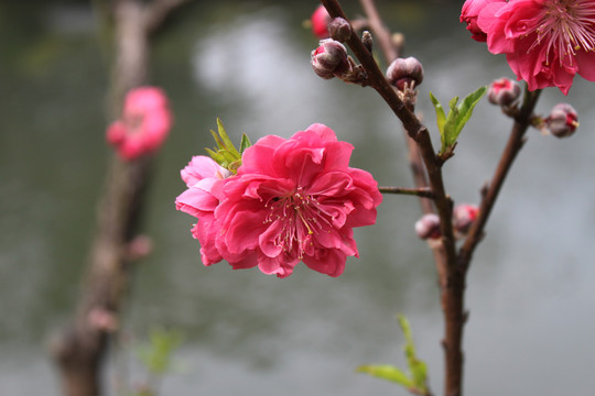 桃花花朵