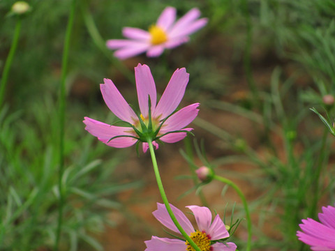 秋英花