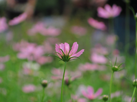 格桑花